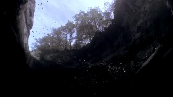 Árboles visibles desde debajo del agua transparente del río de montaña Verzasca . — Vídeos de Stock