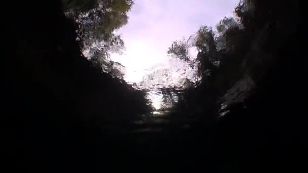Ορατή από κάτω από το διάφανο νερό του βουνό ποταμός Verzasca δέντρα. — Αρχείο Βίντεο