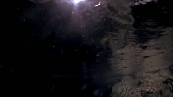 Bäume Sichtbar Unter Dem Transparenten Wasser Des Gebirgsflusses Verzasca Malerische — Stockvideo