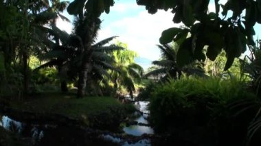 Çiçekler, bitkiler ve ağaçlar Fransız Polinezyası Tahiti Adası.