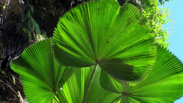 Blommor, växter och träd i franska Polynesien på Tahiti ö. — Stockvideo