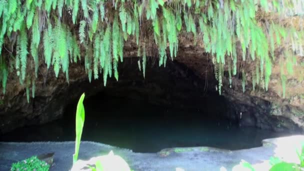 프랑스령 폴리네시아 타히티 섬에 있는 동굴. — 비디오