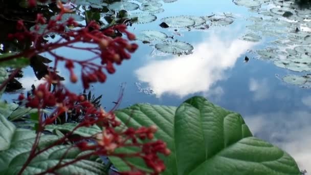 Exotické červené květiny a rostliny ve Francouzské Polynésii na ostrově Tahiti. — Stock video