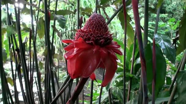 Exotische rote Blumen und Pflanzen in Französisch-Polynesien auf Tahiti-Insel. — Stockvideo