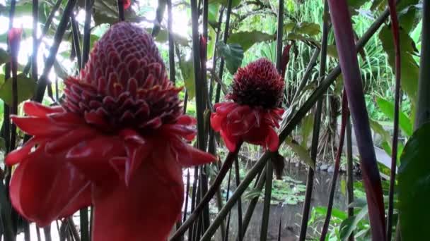 Flor roja exótica y plantas en la Polinesia Francesa en la isla de Tahití . — Vídeos de Stock