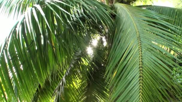 꽃, 식물, 프랑스령 폴리네시아 타히티 섬에 나무. — 비디오