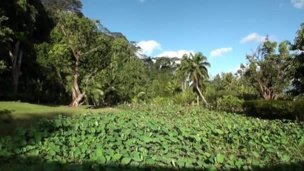 Kwiaty, rośliny i drzewa w Polinezji Francuskiej, na wyspie Tahiti. — Wideo stockowe