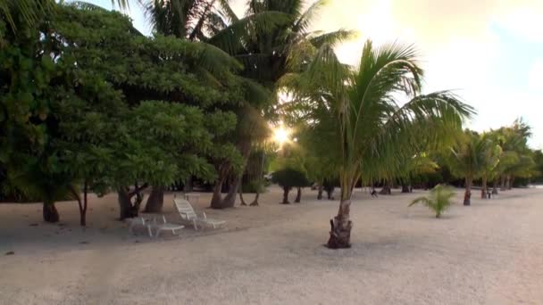 Recliner sous les palmiers sur fond d'océan sur la plage de sable de l'île de Tahiti . — Video