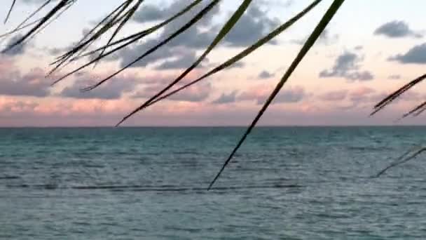 Στον Ωκεανό στο φόντο των φοινικόδεντρων στην παραλία. — Αρχείο Βίντεο