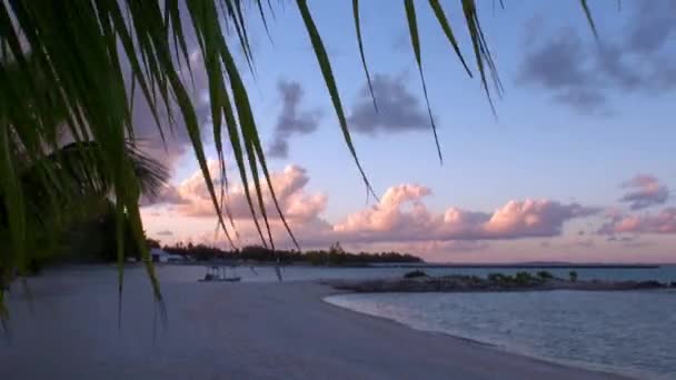 Oceano sullo sfondo di palme sulla spiaggia . — Video Stock