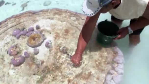Homem coleta molyusks concha Tridacna em corais . — Vídeo de Stock
