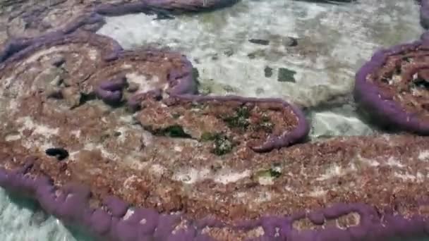 Růžová kola korálů v blízkosti pobřeží Tahiti ostrov Francouzská Polynésie. — Stock video