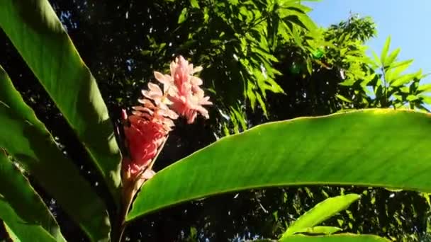 Exotiska röd blomma och växter i franska Polynesien på Tahiti ö. — Stockvideo