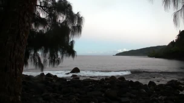 Ocean på bakgrund av palmer på stranden. — Stockvideo