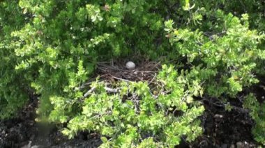 Kuş yumurta yuvada bir yağmur ormanlarında tropik ağaç üzerinde.