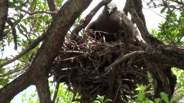 Fågel i boet på tropiska träd i en regnskog. — Stockvideo