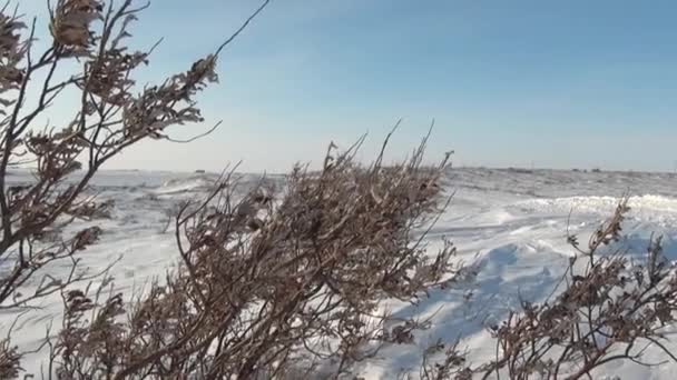 Природа снежной пустыни в Анадыре на крайнем севере России . — стоковое видео