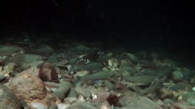 Rusya'da Sibirya Lena Nehri'nin su altında alabalık balık sürüsü.