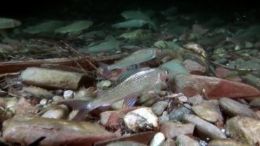 Alabalık suyun altında Rusya'da Sibirya Lena Nehri'nin su akışı balık.
