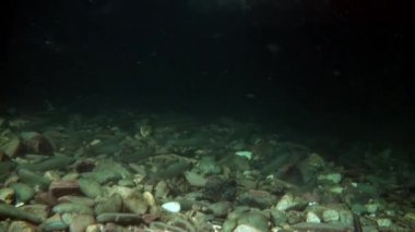 Alabalık suyun altında Rusya'da Sibirya Lena Nehri'nin su akışı balık.