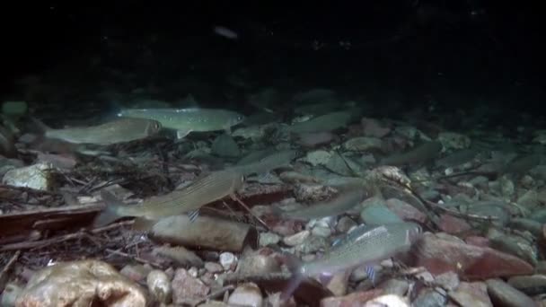 Trout fish underwater in stream of water on background of stones of Lena River. — Stock Video