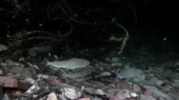 Forellenfische unter Wasser im Strom des Flusses Lena in Sibirien Russlands. — Stockvideo