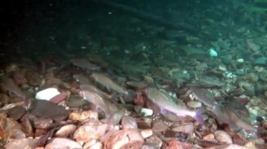 Rusya'da Sibirya Lena Nehri'nin su altında alabalık balık sürüsü.