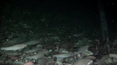 Su altında Rusya'da Lena Nehri'nin su akışı ışımalar Alabalık Balık.