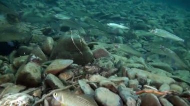 Rusya'da Sibirya Lena Nehri'nin su altında alabalık balık sürüsü.