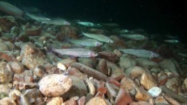 Su altında Rusya'da Lena Nehri'nin su akışı ışımalar Alabalık Balık.