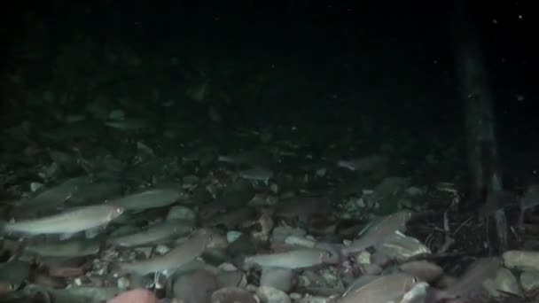 Le poisson de truite brille sous l'eau dans le ruisseau de l'eau de la rivière Lena en Russie . — Video