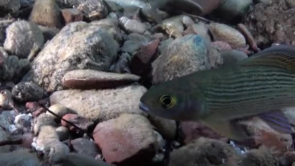 Pstrąg z ryb pod wodą w strumień wody rzeki Lena na Syberii w Rosji. — Wideo stockowe