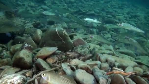 Escuela de peces de trucha bajo el agua del río Lena en Siberia de Rusia . — Vídeos de Stock
