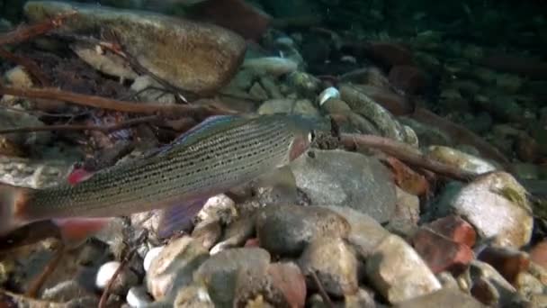 El pez trucha bajo el agua en el chorro del agua del río Lena en Siberia de Rusia . — Vídeo de stock