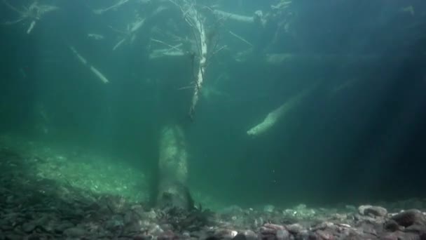 Underwater landscape in sunlight in water of Lena River in Siberia of Russia. — Stock Video