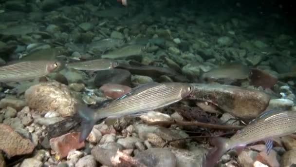 Forel vissen onderwater gloed in de stroom van water van de Lena rivier in Rusland. — Stockvideo