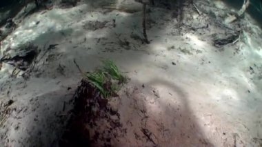 Kaya balığı balık Rusya'da Sibirya Lena Nehri'nin su altında kumlu altta.