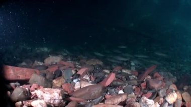 Rusya'da Sibirya Lena Nehri'nin su altında alabalık balık sürüsü... Salmo su temiz ve şeffaf arka plan üzerinde vahşi sakinleri. Eşsiz dinlenme doğa hakkında video.