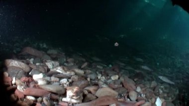 Alabalık suyun altında Rusya'da Sibirya Lena Nehri'nin su akışı içinde balıkçılık.