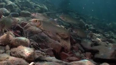 Alabalık suyun altında Rusya'da Sibirya Lena Nehri'nin su akışı balık. Salmo su temiz ve şeffaf arka plan üzerinde vahşi sakinleri. Eşsiz dinlenme doğa hakkında video.
