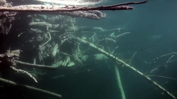 Paisaje submarino a la luz del sol en el agua del río Lena en Siberia de Rusia . — Vídeos de Stock