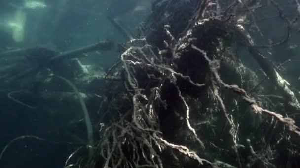 Kořeny stromů pod vodou na slunci ve vodě řeky Lena v Sibiř v Rusku. — Stock video