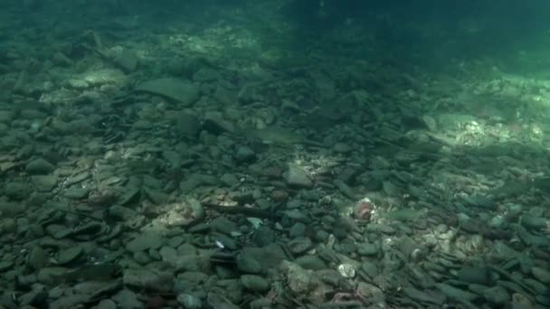 Laxfiskar öring fisk i solljus under vattnet av Lena flod i Sibirien i Ryssland. — Stockvideo