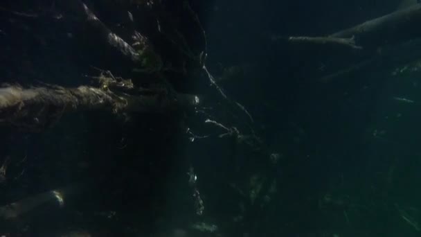 Tree underwater in sunlight in water of Lena River in Siberia of Russia. — Stock Video