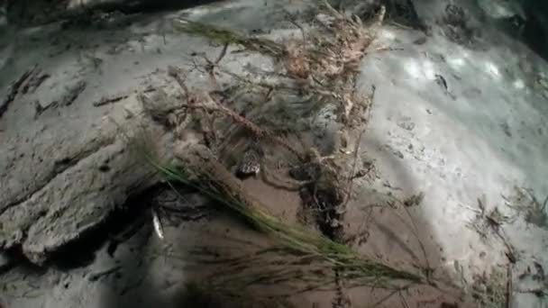 ロシアでレナ川の水の下で日光の下で砂底にハゼ魚. — ストック動画