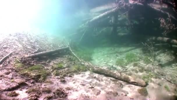 Baumstämme unter Wasser im Sonnenlicht im Wasser des Lenaflusses in Sibirien Russlands. — Stockvideo
