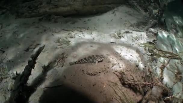 Poisson gobie sur le fond sablonneux sous la lumière du soleil sous l'eau de la rivière Lena en Russie .