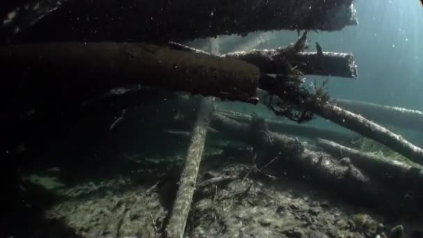 Tronchi subacquei in luce del sole in acqua del fiume Lena in Siberia di Russia . — Video Stock