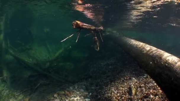 Деревья под водой под солнечным светом в воде реки Лены в Сибири России . — стоковое видео