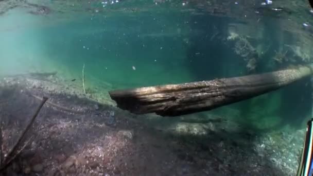 Baumstämme unter Wasser im Sonnenlicht im Wasser des Lenaflusses in Sibirien Russlands. — Stockvideo